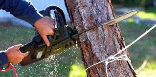 Best Tree Maintenance Programs  in Ashland, OH